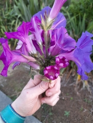 Ipomoea indica