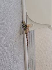 Anax aurantiacus
