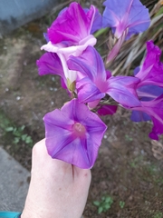 Ipomoea indica