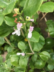 Aeollanthus parvifolius