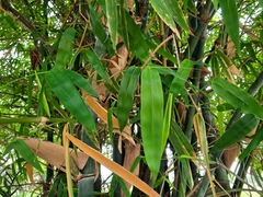 Bambusa beecheyana
