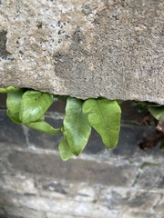 Asplenium scolopendrium