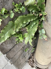 Asplenium scolopendrium