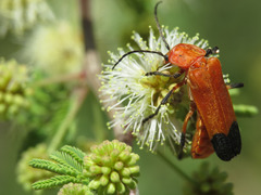 Chauliognathus lecontei