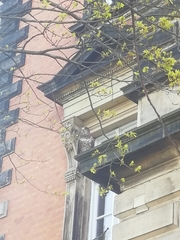 Buteo buteo