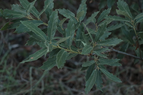 Quercus deserticola