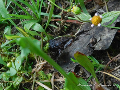 Pristimantis unistrigatus