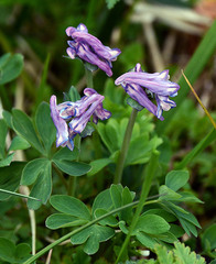 Corydalis pauciflora