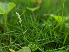 Zoysia pacifica