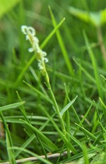 Zoysia pacifica