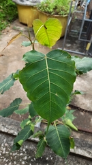 Ficus religiosa