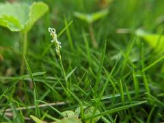 Zoysia pacifica