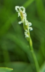 Zoysia pacifica