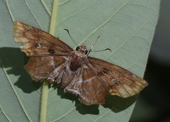 Odontoptilum
