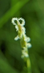 Zoysia pacifica