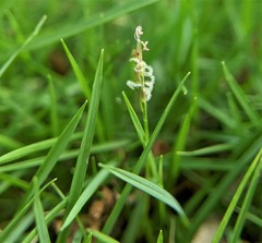 Zoysia pacifica