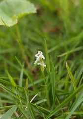 Zoysia pacifica