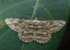 Hypomecis transcissa