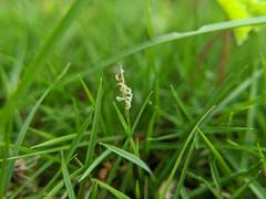 Zoysia pacifica