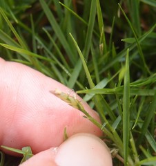 Zoysia pacifica