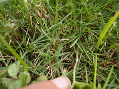 Zoysia pacifica