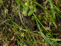 Pristimantis unistrigatus