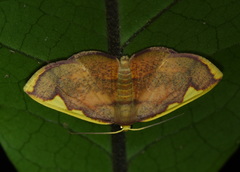 Nothomiza flavicosta