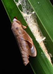 Paralebeda plagifera