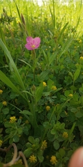 Oenothera rosea