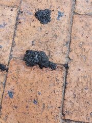 Aonyx capensis capensis