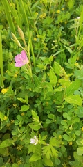 Oenothera rosea