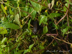 Pristimantis unistrigatus