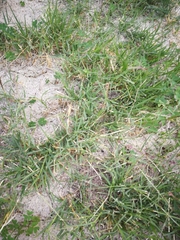 Cynodon dactylon dactylon