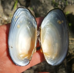 Strophitus undulatus