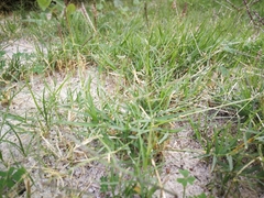 Cynodon dactylon dactylon