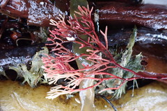 Fredericqia decewii