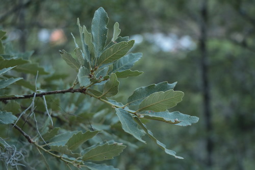 Quercus deserticola