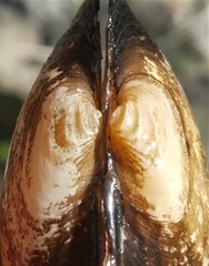 Strophitus undulatus