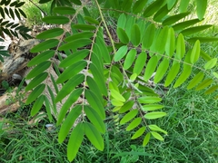 Senna siamea