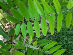 Senna siamea