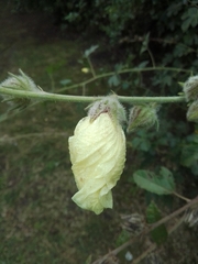 Hibiscus diversifolius