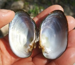 Alasmidonta undulata