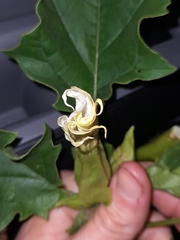 Datura stramonium
