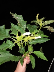 Datura stramonium