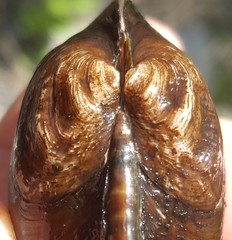 Alasmidonta undulata