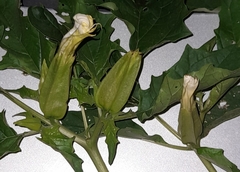 Datura stramonium