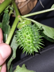 Datura stramonium