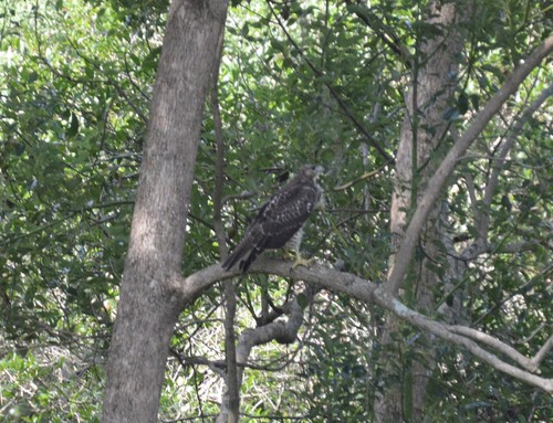 Buteo jamaicensis image