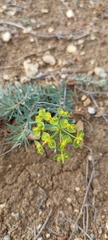Euphorbia seguieriana
