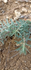 Euphorbia seguieriana